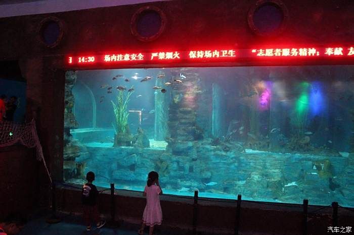 做水族館生意怎么樣啊好做嗎（水族館生意的可行性） 做水族館生意怎么樣啊好做嗎（水族館生意的可行性） 水族館百科（水族館加盟） 第5張