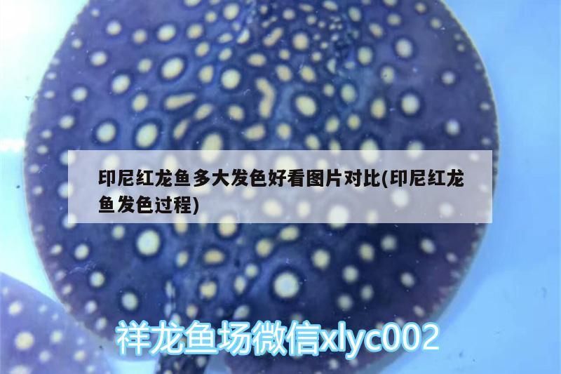 印尼紅龍魚多大發色好看圖片對比(印尼紅龍魚發色過程) 印尼紅龍魚多大發色好看圖片對比(印尼紅龍魚發色過程) 紅龍魚百科 第3張