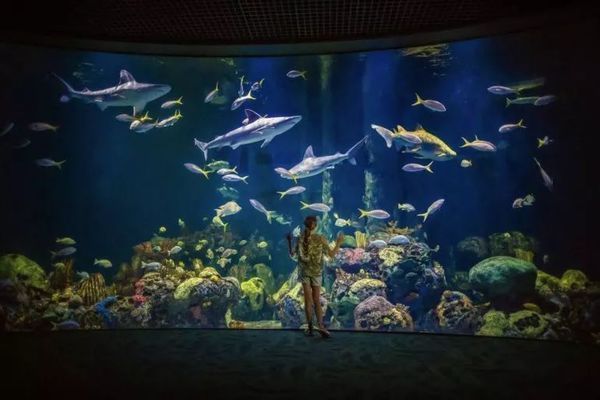 水族館起什么名字霸氣好聽（如何為水族館起一個(gè)既霸氣又好聽的水族館名字及詳情） 水族館起什么名字霸氣好聽（如何為水族館起一個(gè)既霸氣又好聽的水族館名字及詳情） 水族館百科（水族館加盟） 第6張