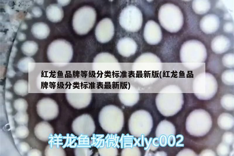 武漢水族批發市場在哪里進貨（武漢哪些公園可以喂魚）