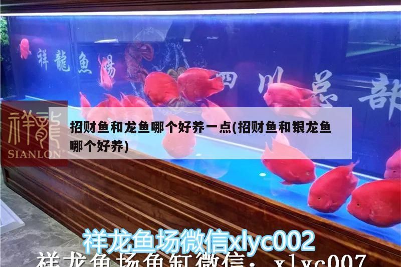 招財魚和龍魚哪個好養一點(招財魚和銀龍魚哪個好養)