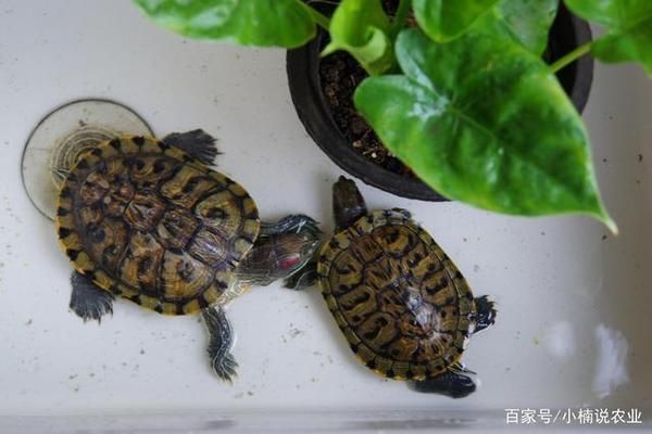 印尼紅龍魚價格表最新圖片(印尼紅龍魚價格表最新圖片視頻)
