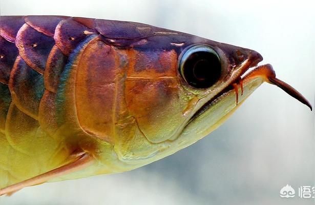 高檔龍魚養殖技巧分享（初學者如何養殖龍魚，安全養殖龍魚的5個關鍵原則）