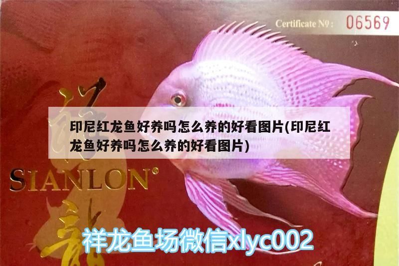 印尼紅龍魚好養(yǎng)嗎怎么養(yǎng)的好看圖片(印尼紅龍魚好養(yǎng)嗎怎么養(yǎng)的好看圖片) 印尼紅龍魚好養(yǎng)嗎怎么養(yǎng)的好看圖片(印尼紅龍魚好養(yǎng)嗎怎么養(yǎng)的好看圖片) 紅龍魚百科 第3張