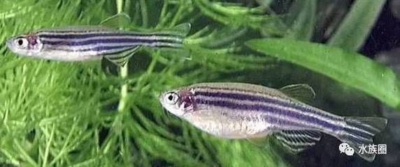 魚缸換水凈水器怎么用(魚缸換水凈水器怎么用圖解)