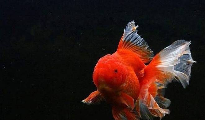 給龍魚吃什么最好呢