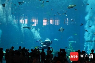 高端水族館（三亞亞特蘭蒂斯水族箱優惠活動魚寶貝水族箱優惠活動）