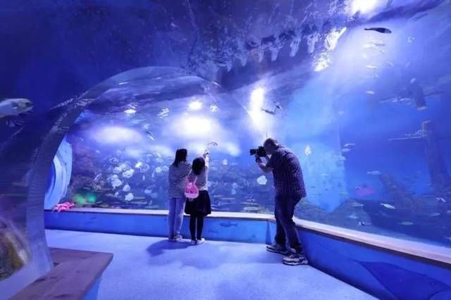 高端水族館（三亞亞特蘭蒂斯水族箱優惠活動魚寶貝水族箱優惠活動） 高端水族館（三亞亞特蘭蒂斯水族箱優惠活動魚寶貝水族箱優惠活動） 水族館百科（水族館加盟） 第6張