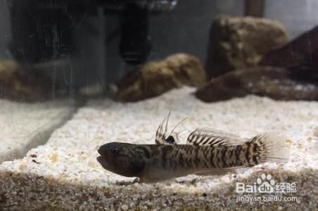 虎魚繁殖缸布置指南，虎魚繁殖缸布置指南虎魚繁殖缸布置指南，虎魚繁殖缸布置指南