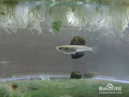 虎魚繁殖缸布置指南，虎魚繁殖缸布置指南虎魚繁殖缸布置指南，虎魚繁殖缸布置指南