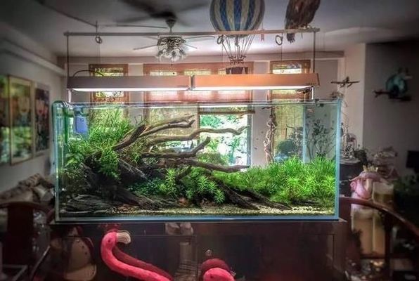 魚缸配置清單 家庭,家庭魚缸造景技巧 魚缸百科 第4張 魚缸配置清單 家庭,家庭魚缸造景技巧 魚缸配置清單 家庭,家庭魚缸造景技巧 魚缸百科 第4張