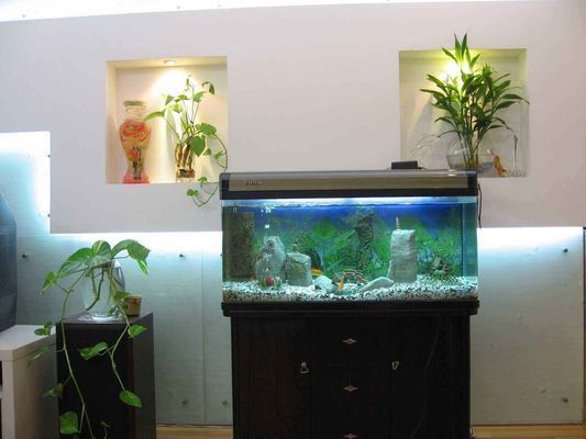 魚缸配置清單 家庭，家庭魚缸造景技巧 魚缸配置清單 家庭，家庭魚缸造景技巧 魚缸百科 第7張
