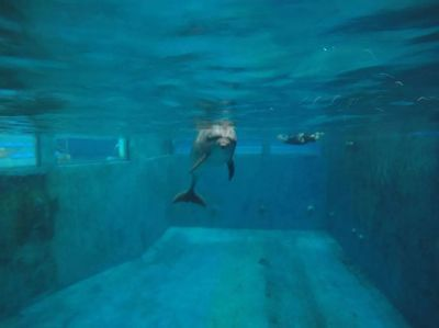 開水族館需要辦什么證件嗎要多少錢（開水族館需要辦理什么證件）