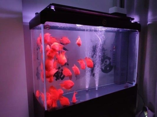 魚缸不換水行嗎？，水草在魚缸中的作用及養護方法長期不換水的魚缸如何維護水質？