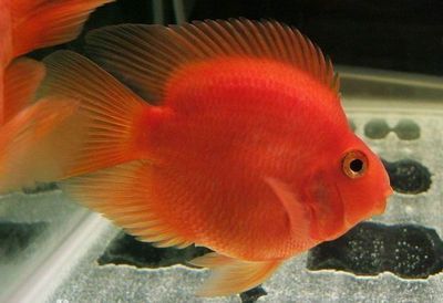 大湖紅龍魚對比印尼紅龍魚哪個好養（紅龍魚大湖魚跟通貨）