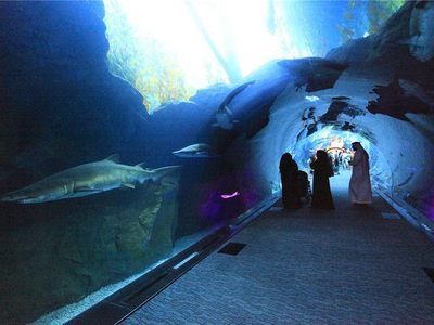水族館一般用英語怎么說（aquarium,水族館互動體驗有哪些）