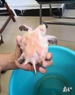 買豬鼻龜被抓：購買豬鼻龜怎么處理