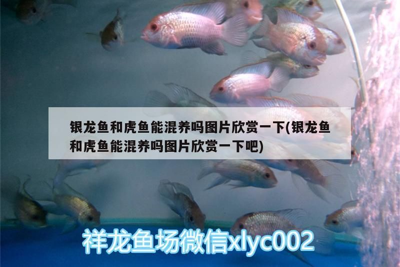 銀龍魚和虎魚能混養嗎圖片欣賞一下(銀龍魚和虎魚能混養嗎圖片欣賞一下吧)