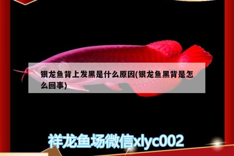 銀龍魚背上發黑是什么原因(銀龍魚黑背是怎么回事)