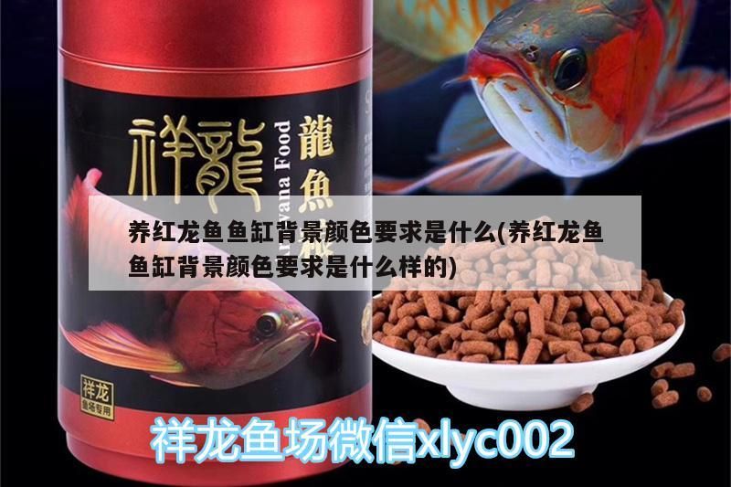 養紅龍魚魚缸背景顏色要求是什么(養紅龍魚魚缸背景顏色要求是什么樣的)