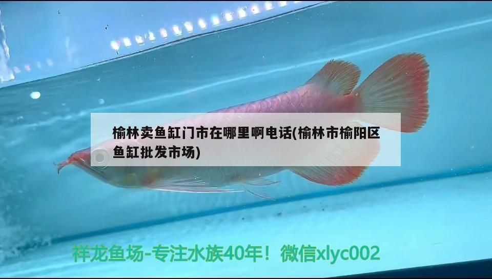 榆林賣魚缸門市在哪里啊電話(榆林市榆陽區魚缸批發市場)