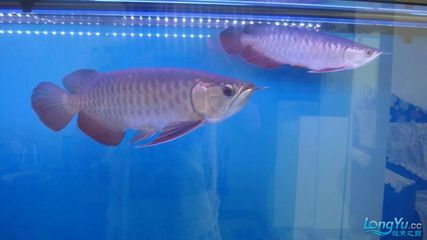 金龍魚最小魚缸，金龍魚最小的尺寸是多少？