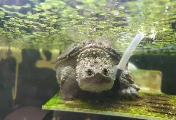 豬鼻龜一公一母可以混養(yǎng)嗎圖片:豬鼻龜可以和龍魚混養(yǎng)嗎 豬鼻龜百科 第10張 豬鼻龜一公一母可以混養(yǎng)嗎圖片:豬鼻龜可以和龍魚混養(yǎng)嗎 豬鼻龜一公一母可以混養(yǎng)嗎圖片:豬鼻龜可以和龍魚混養(yǎng)嗎 豬鼻龜百科 第10張