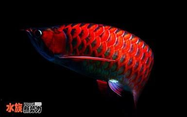 怎樣挑選過背金龍魚魚苗圖片及價格：如何辨別過背金龍魚魚苗市場行情