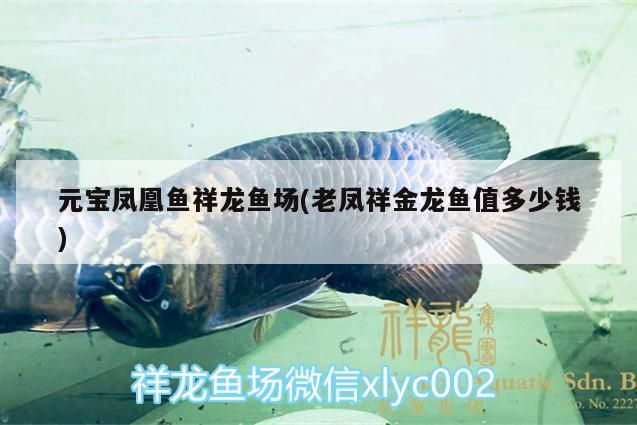元寶鳳凰魚祥龍魚場(chǎng)(老鳳祥金龍魚值多少錢)