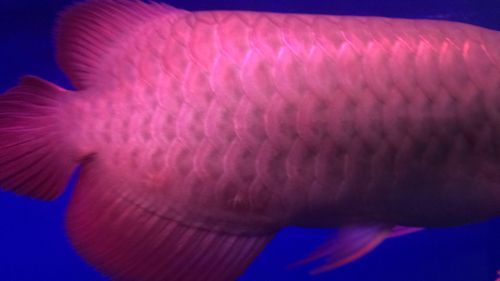 紅龍魚爛鱗片怎么治療好：紅龍魚爛鱗片的日常護理