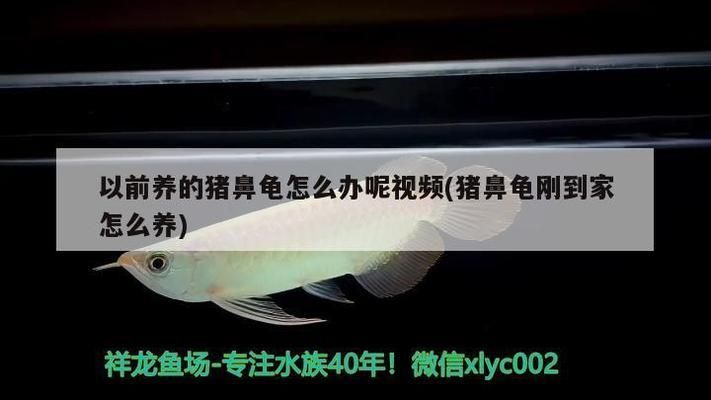 豬鼻龜長大了好看嗎怎么養(yǎng)：豬鼻龜怎么養(yǎng)才好，