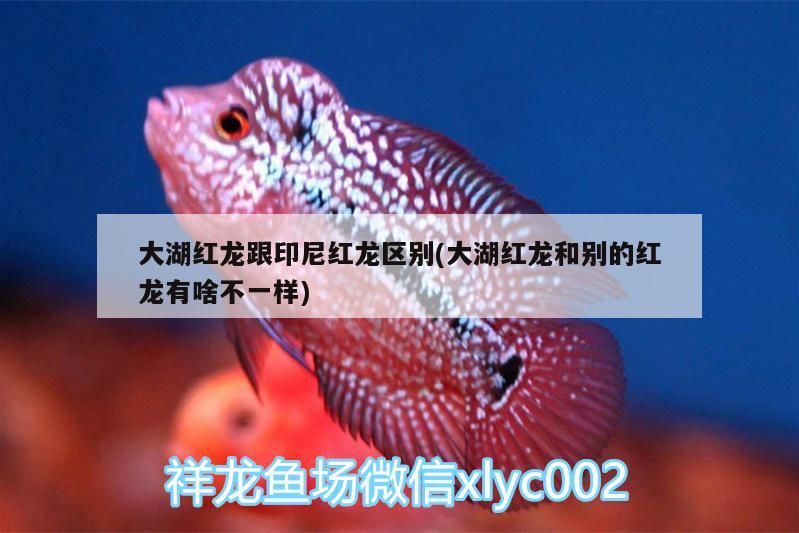 大湖紅龍跟印尼紅龍區別(大湖紅龍和別的紅龍有啥不一樣) 大湖紅龍跟印尼紅龍區別(大湖紅龍和別的紅龍有啥不一樣) 大湖紅龍魚百科 第3張