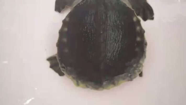 豬鼻龜爛身：豬鼻龜爛身子怎么回事 豬鼻龜爛身：豬鼻龜爛身子怎么回事 豬鼻龜百科 第4張