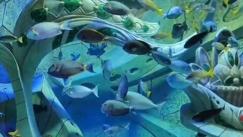 水族館發展前景分析論文（水族館發展前景分析）