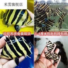 四紋虎魚喂食量控制技巧，四紋虎魚喂食量控制技巧：四紋虎魚喂食頻率和量的控制技巧