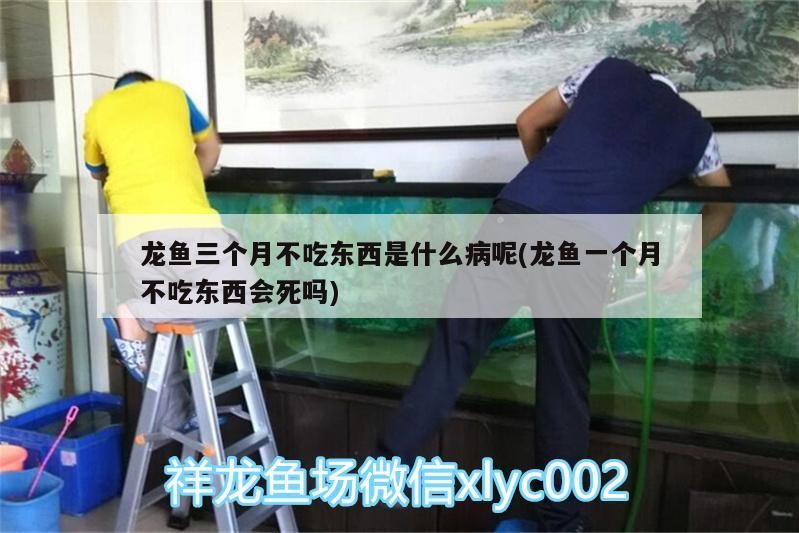 龍魚三個月不吃東西是什么病呢(龍魚一個月不吃東西會死嗎)
