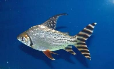龍魚混養指南，與什么魚最配對？打造和諧水族箱的黃金法則，龍魚混養黃金法則，最佳配對魚種與和諧水族箱打造指南