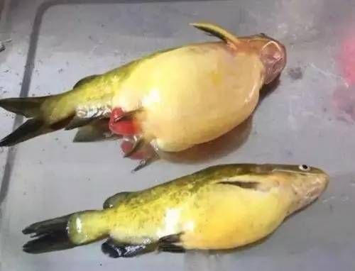 魟魚水腫腹水怎么辦：魟魚水腫腹水怎么辦，[需手動填充]魚水腫的癥狀包括身體出現異常的肥胖或腫大