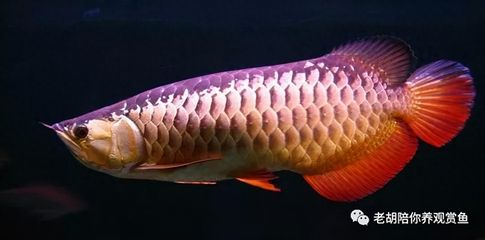 過背金龍魚多久發色好看一點：金龍魚的發色周期與養護指南