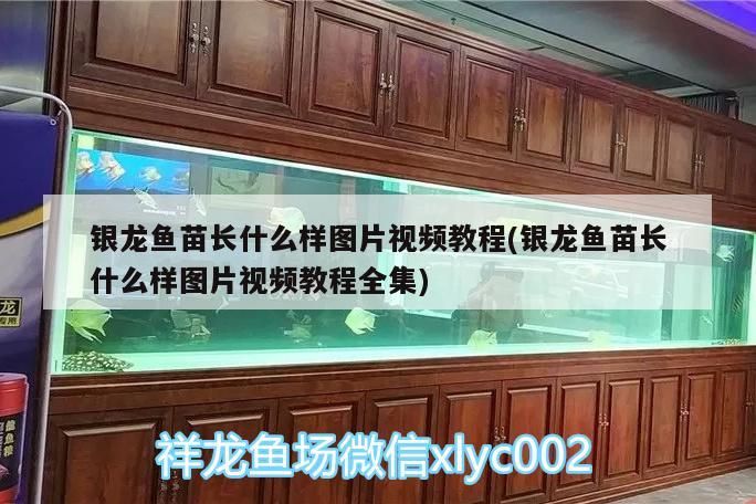銀龍魚苗長什么樣圖片視頻教程(銀龍魚苗長什么樣圖片視頻教程全集)