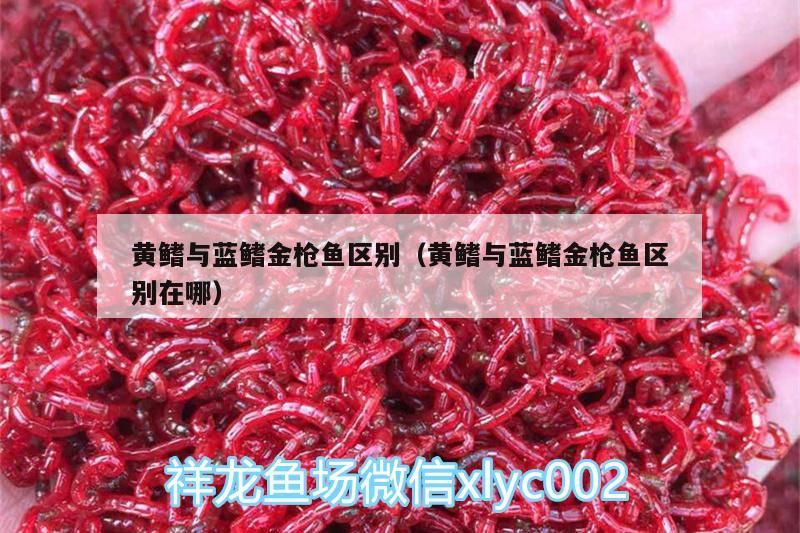 黃鰭與藍鰭金槍魚區別（黃鰭與藍鰭金槍魚區別在哪）