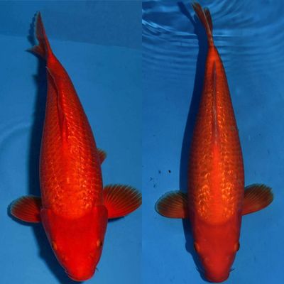 曼龍魚壽命(曼龍魚的壽命是幾年)