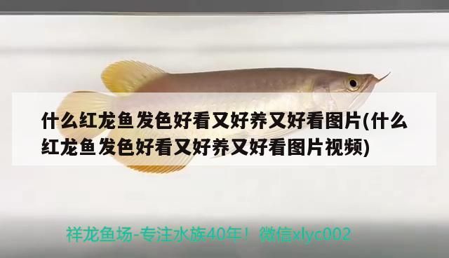 什么紅龍魚發色好看又好養又好看圖片(什么紅龍魚發色好看又好養又好看圖片視頻)