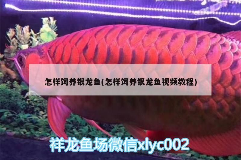 怎樣飼養銀龍魚(怎樣飼養銀龍魚視頻教程)
