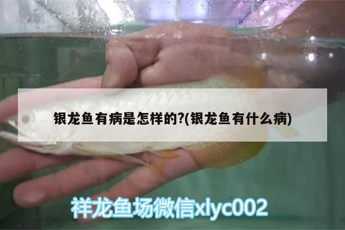 銀龍魚有病是怎樣的?(銀龍魚有什么病)