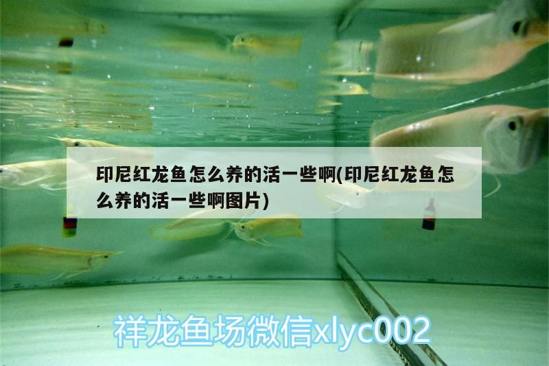 印尼紅龍魚怎么養(yǎng)的活一些啊(印尼紅龍魚怎么養(yǎng)的活一些啊圖片)