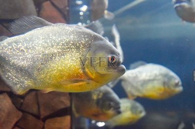 虎魚野生環(huán)境：虎魚的生活習(xí)性