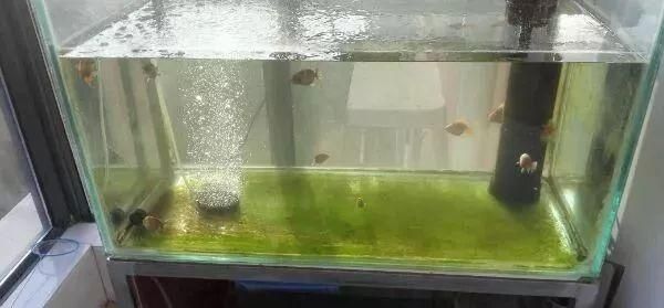 龍魚缸里長褐苔好不好，褐苔對龍魚生長的具體影響