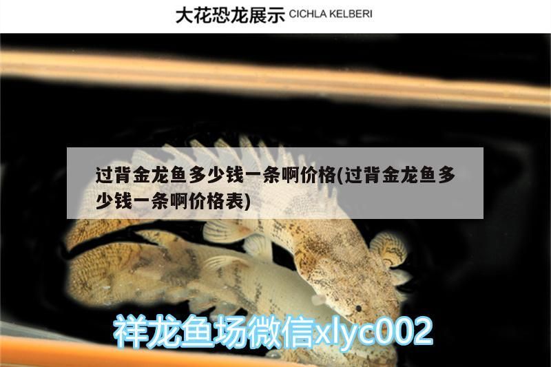 過背金龍魚多少錢一條啊價格(過背金龍魚多少錢一條啊價格表)
