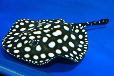 魟魚底部發(fā)黑：[需手動(dòng)填充]魚身體僵硬、背部和底部顏色變黑是怎么回事？